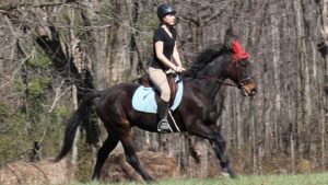 The Right Horse - Colleen -Cricket - Image2