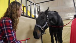 The Right Horse - Colleen -Cricket - Image4