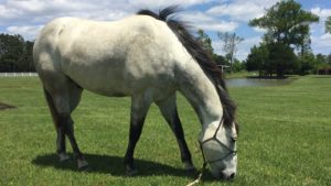 The Right Horse - Jane - Dak - Image2