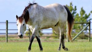 The Right Horse - Jane - Dak - Image4