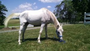 The Right Horse - Kiowa - Geronimo - Image1