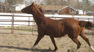 The Right Horse - Pat -Freedom - Image1