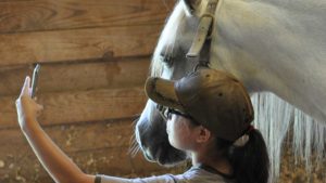 The Right Horse - Sandy - Silver - Image2