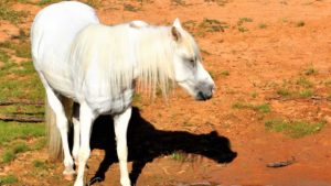 The Right Horse - Sandy - Silver - Image3