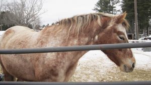 The Right Hose - Theresa & Windy