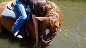 Gator- The Right Horse