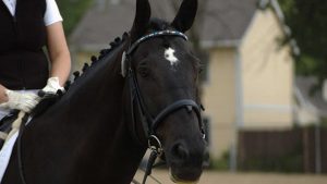 Beckham - The Right Horse