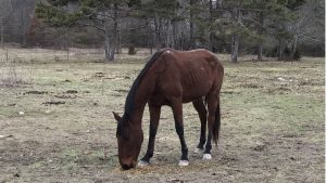 Lucky- The Right Horse