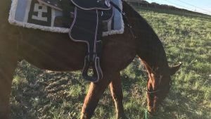 Lucky -The Right Horse