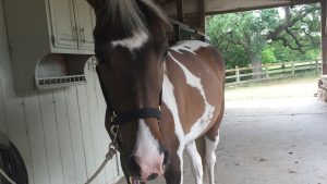 Peaches - The Right Horse