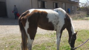 Peaches-The Right Horse