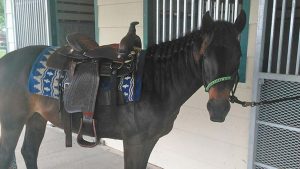 The Right Horse - Faith and Aerion