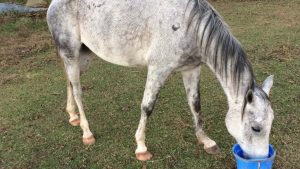 The Right Horse - Angelica and Stormy