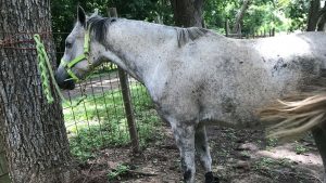 The Right Horse - Angelica and Stormy
