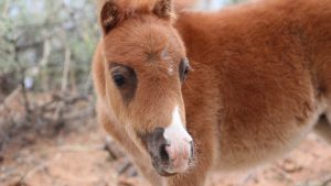 The Right Horse - Marisa and Chloe