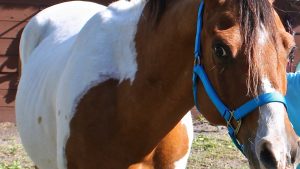 The Right Horse - Kate and Watson
