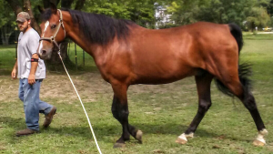 The Right Horse - Kelly