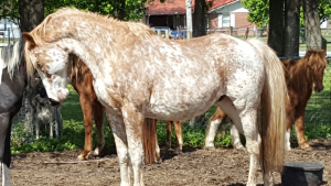 The Right Horse - Annika