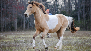 The Right Horse - Melanie