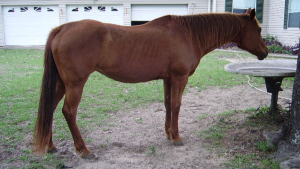 The Right Horse - Sue