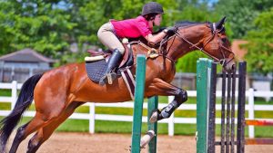 The Right Horse - Alexa