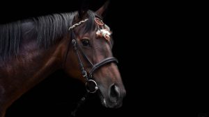 The Right Horse - Undigo