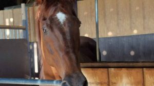 The Right Horse - Brenda and Chase