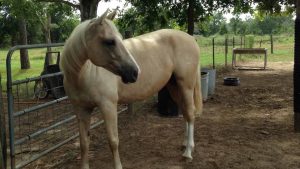 The Right Horse - Cynthia and Cherie