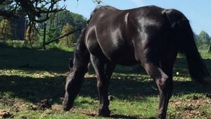 The Right Horse - Beth and Blackbird