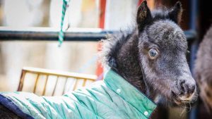 The Right Horse - Deborah and Puff