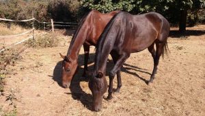 The Right Horse - Kyle, Hershey and Andre