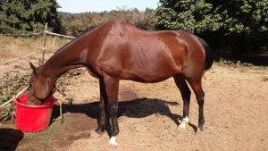 The Right Horse - Kyle, Hershey and Andre