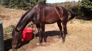 The Right Horse - Kyle, Hershey and Andre