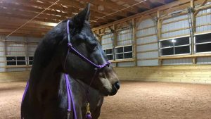 The Right Horse - Lydia and Joy