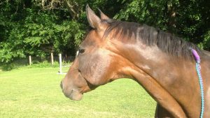 The Right Horse - Lydia and Joy