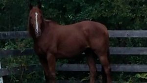 The Right Horse - Sharon and Search