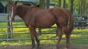 The Right Horse - Sharon and Search