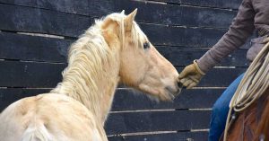 The Right Horse - Kentucky Humane Society