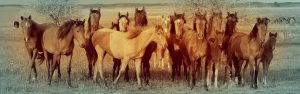 The Right Horse - Reframing the Conversation - Header