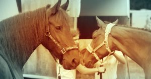 The Right Horse - Stakeholder - FB