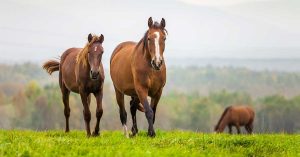 Equine Welfare Data Collective - therighthorse.org