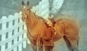 The Right Horse - Trainers As Stakeholders - fb2