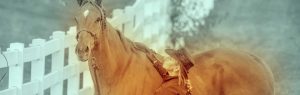 The Right Horse - Trainers As Stakeholders - header
