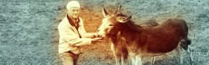 The Right Horse - Vets As Stakeholders - Header
