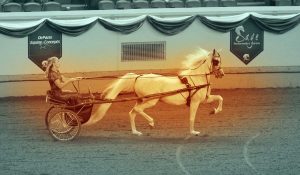 The Right Horse - Association As Stakeholders - FB