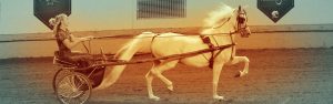 The Right Horse - Association As Stakeholders - Header