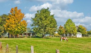 The Right Horse - Announcing My Right Horse - Horse listing platform - FB