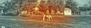 The Right Horse - My Right Horse Header
