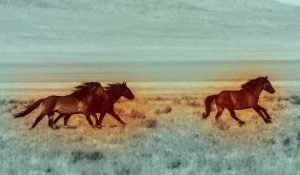 The Right Horse -Quantity vs Quality - social