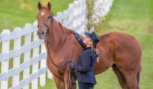 The Right Horse - Horses Without Humans